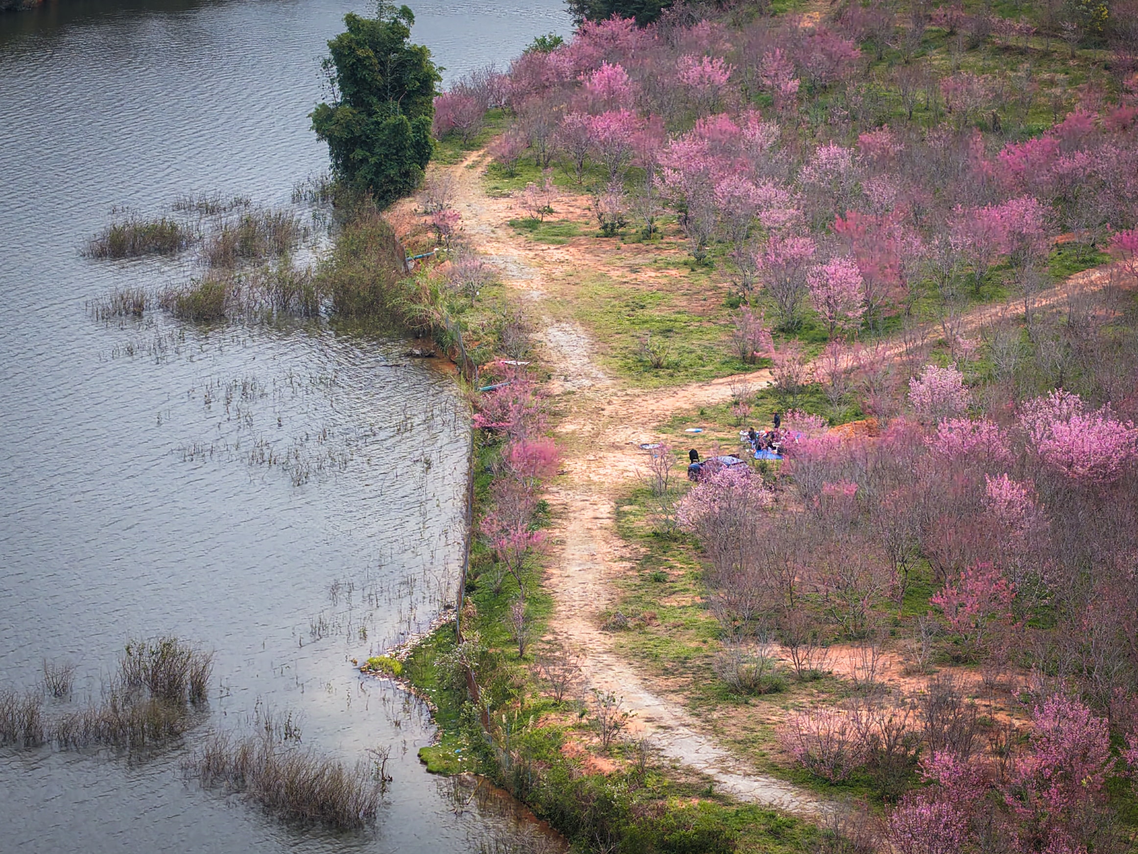 Tết Dương lịch này, lên Điện Biên check-in rừng hoa anh đảo đang nở rộ - Ảnh 5.