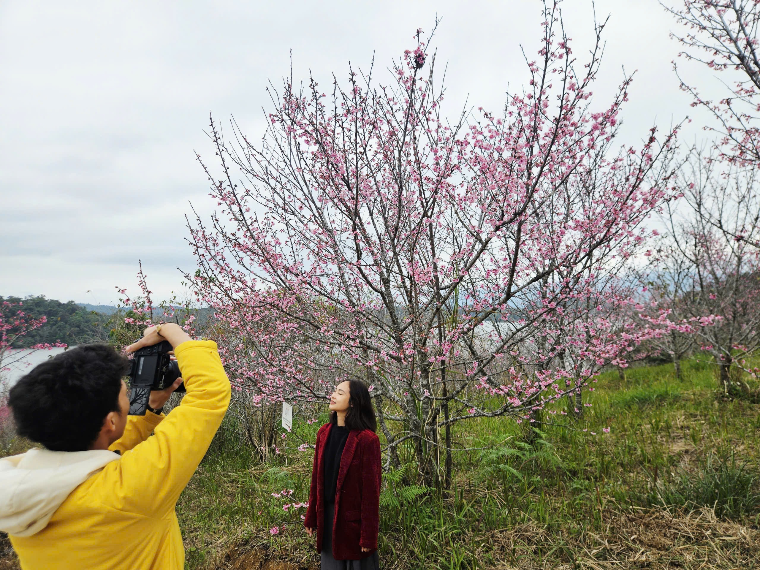 Tết Dương lịch này, lên Điện Biên check-in rừng hoa anh đảo đang nở rộ - Ảnh 9.