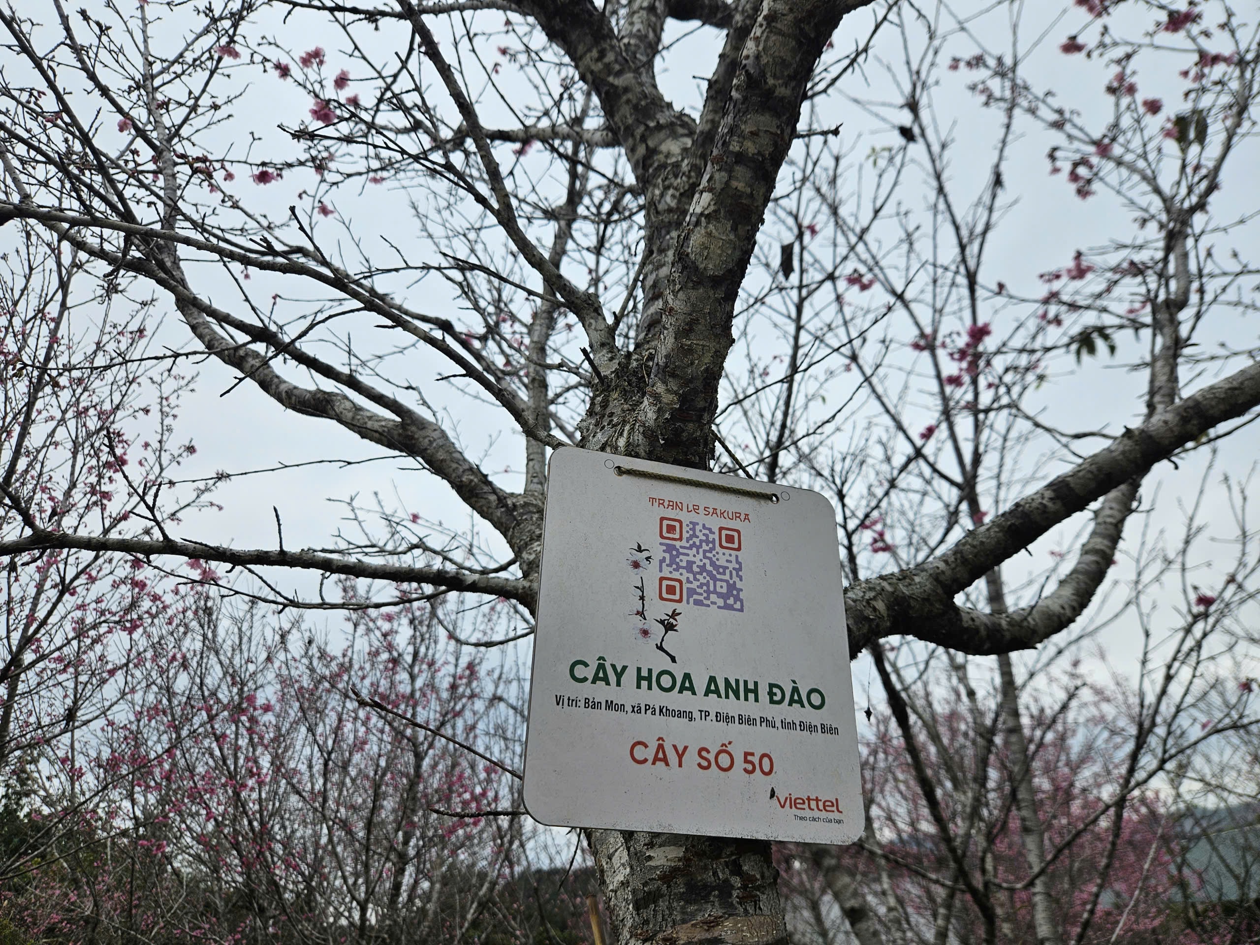 Tết Dương lịch này, lên Điện Biên check-in rừng hoa anh đảo đang nở rộ - Ảnh 8.