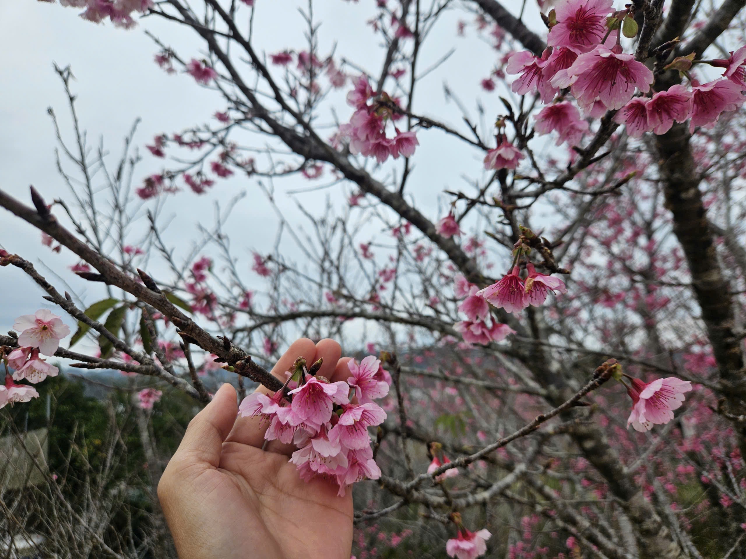 Tết Dương lịch này, lên Điện Biên check-in rừng hoa anh đảo đang nở rộ - Ảnh 10.