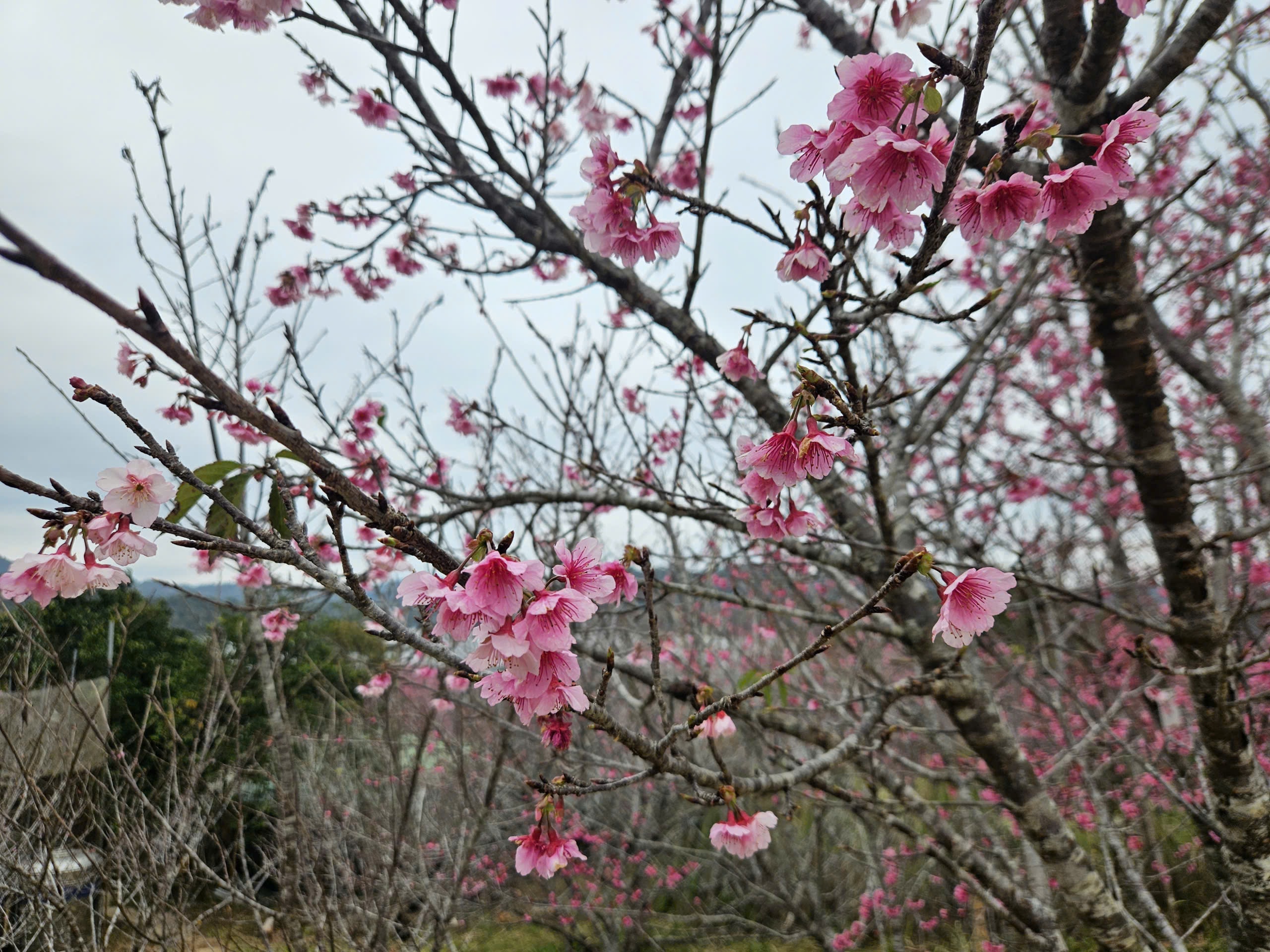 Tết Dương lịch này, lên Điện Biên check-in rừng hoa anh đảo đang nở rộ - Ảnh 6.