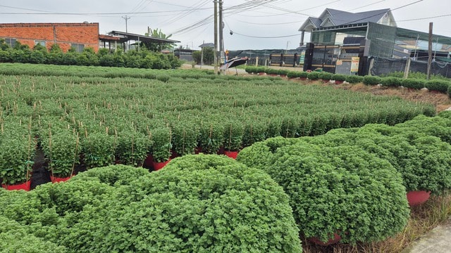 Vựa hoa miền Tây sớm bán hoa Tết qua livestream cùng người nổi tiếng - Ảnh 4.