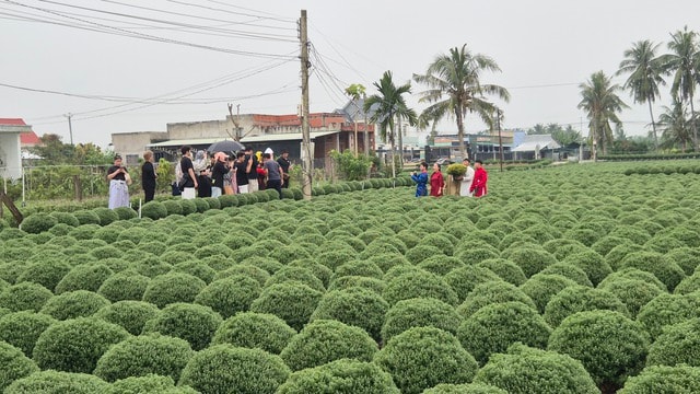 Vựa hoa miền Tây sớm bán hoa Tết qua livestream cùng người nổi tiếng - Ảnh 5.