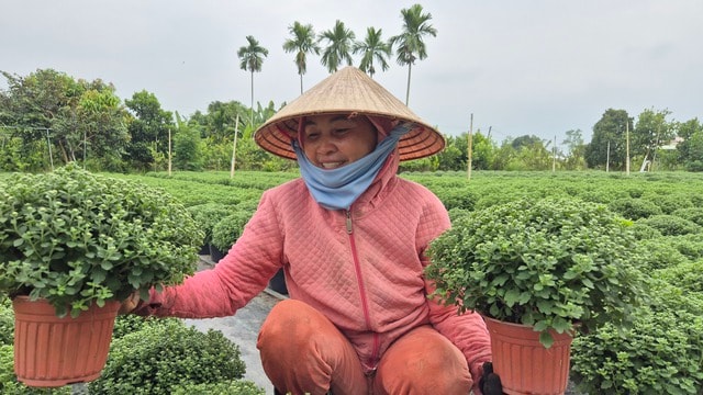 Vựa hoa miền Tây sớm bán hoa Tết qua livestream cùng người nổi tiếng - Ảnh 7.