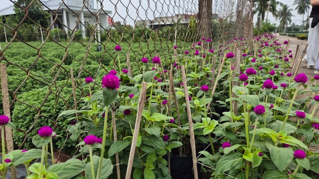 Vựa hoa miền Tây sớm bán hoa Tết qua livestream cùng người nổi tiếng - Ảnh 9.