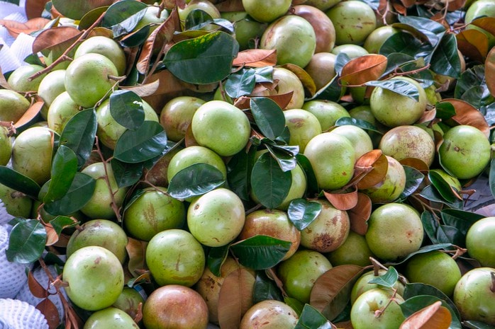 Trồng vú sữa một vụ, nông dân lãi hơn 200 triệu đồng/ha - Ảnh 1.