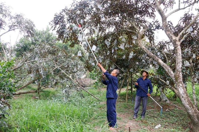 Trồng vú sữa một vụ, nông dân lãi hơn 200 triệu đồng/ha - Ảnh 3.