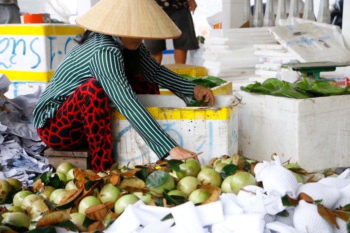 Trồng vú sữa một vụ, nông dân lãi hơn 200 triệu đồng/ha - Ảnh 2.