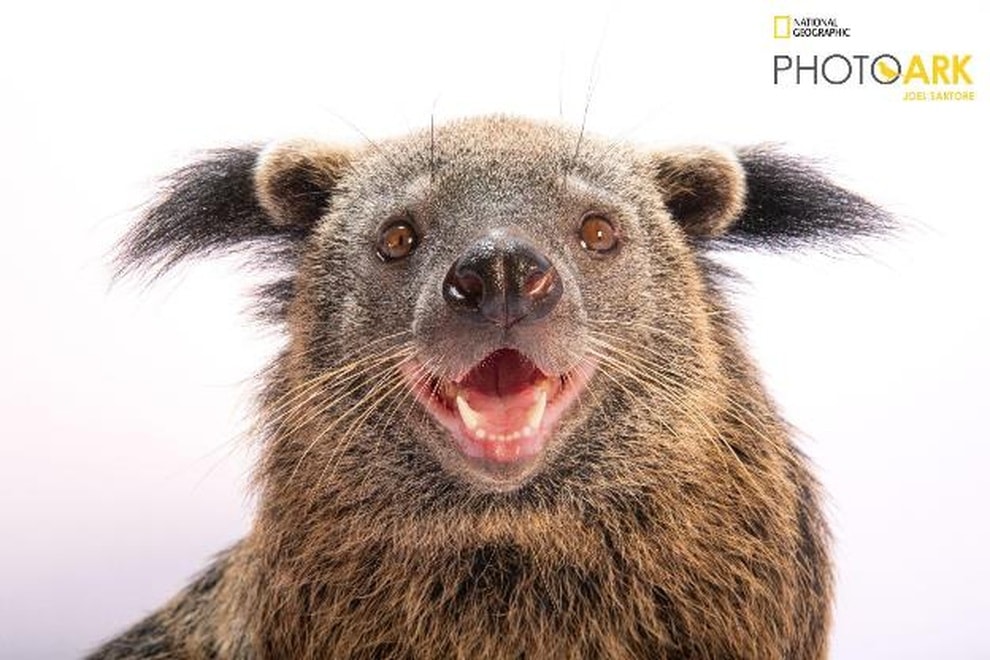 Dấu ấn trên hành trình 10 năm phát triển của Vinpearl Safari Phú Quốc - 8