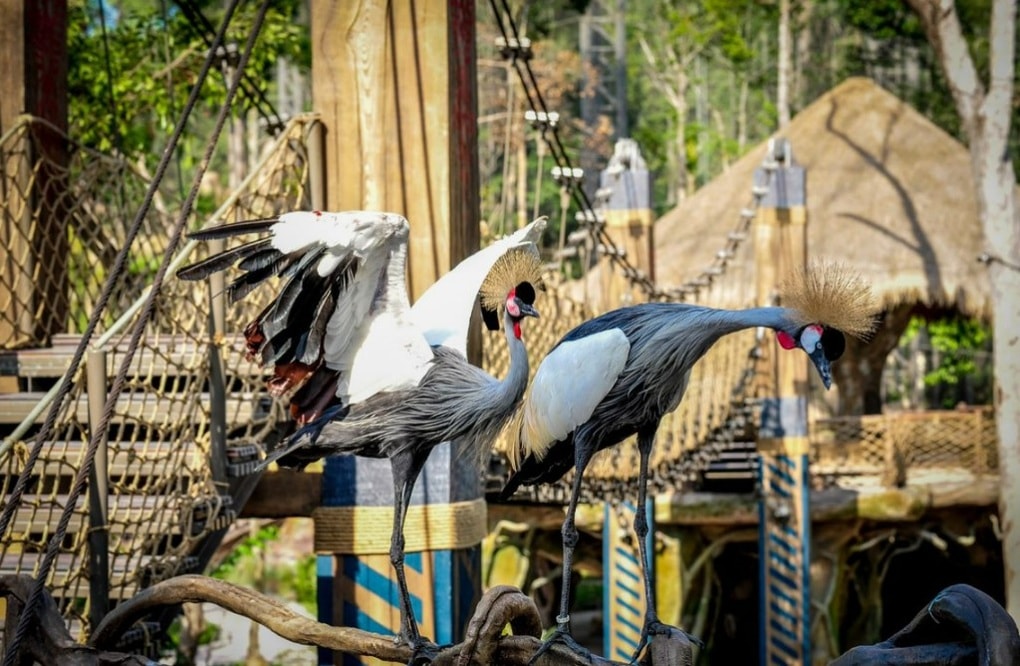 Dấu ấn trên hành trình 10 năm phát triển của Vinpearl Safari Phú Quốc - 6