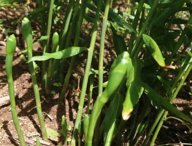 Thứ hoa tưởng vô dụng, không ngờ là món ăn lạ thơm ngon, bất ngờ gây sốt - Ảnh 2.