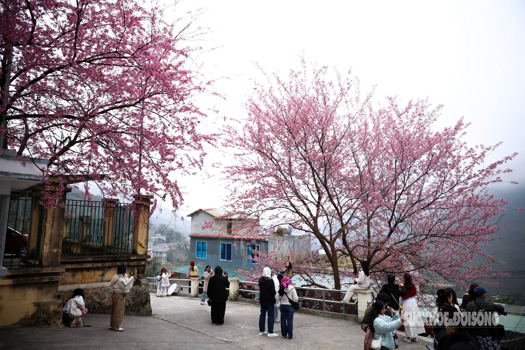 Mai anh đào nở rộ trước Đồn Biên phòng Lũng Cú, khách tấp nập chụp ảnh- Ảnh 7.