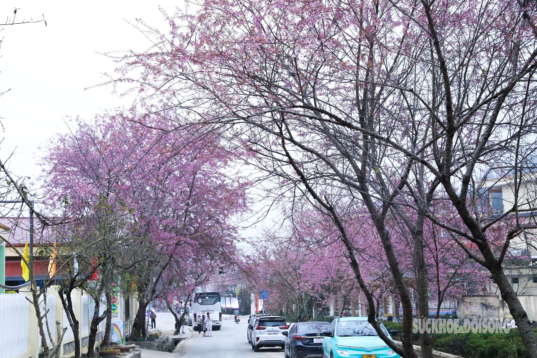 Mai anh đào nở rộ trước Đồn Biên phòng Lũng Cú, khách tấp nập chụp ảnh- Ảnh 8.