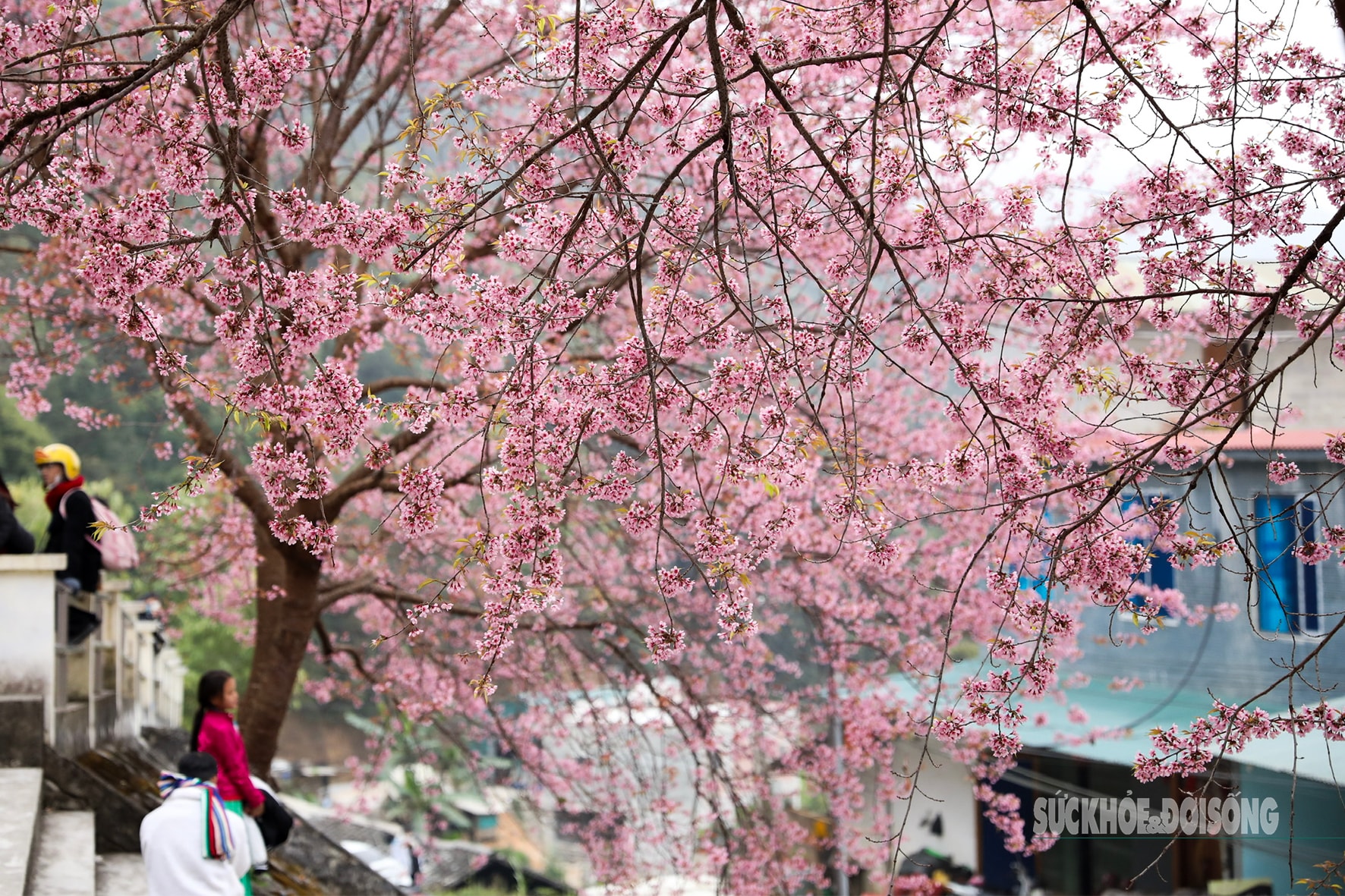 Mai anh đào nở rộ trước Đồn Biên phòng Lũng Cú, khách tấp nập chụp ảnh- Ảnh 6.