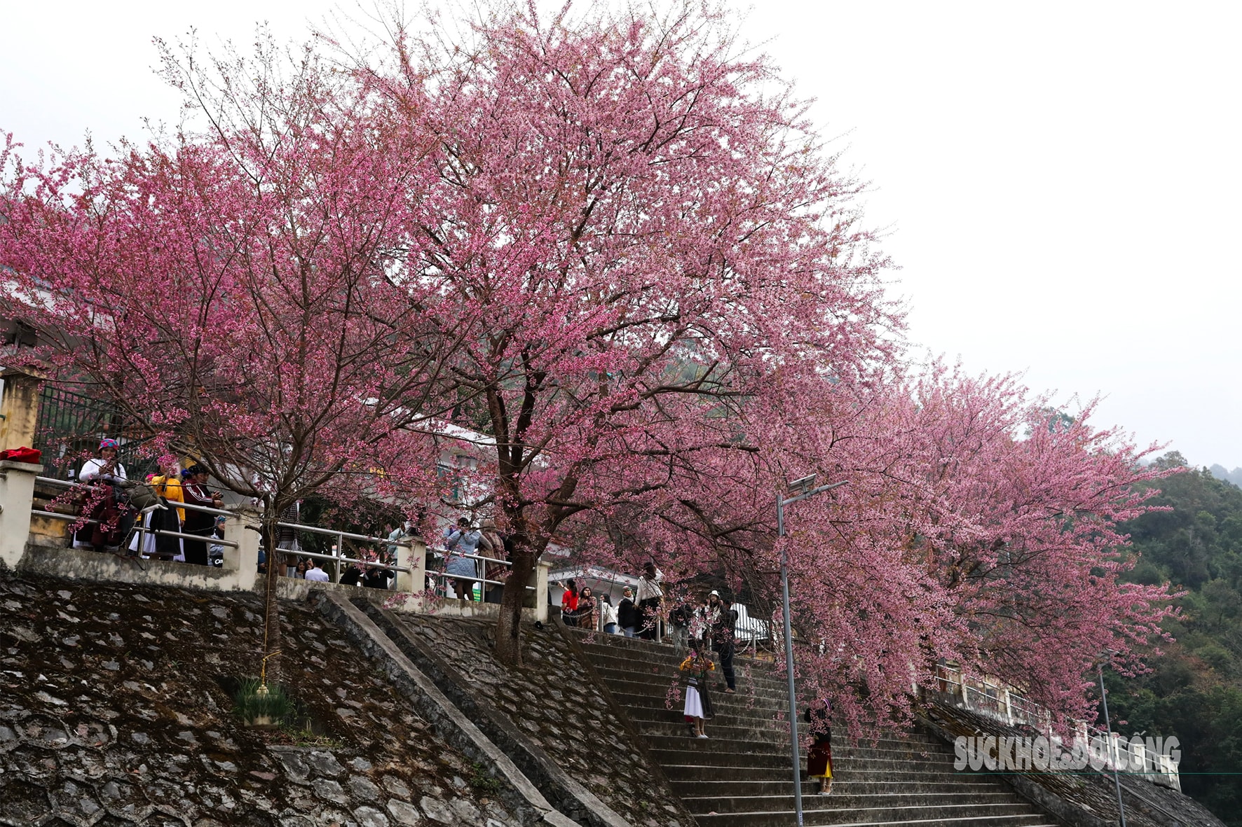 Mai anh đào nở rộ trước Đồn Biên phòng Lũng Cú, khách tấp nập chụp ảnh- Ảnh 4.