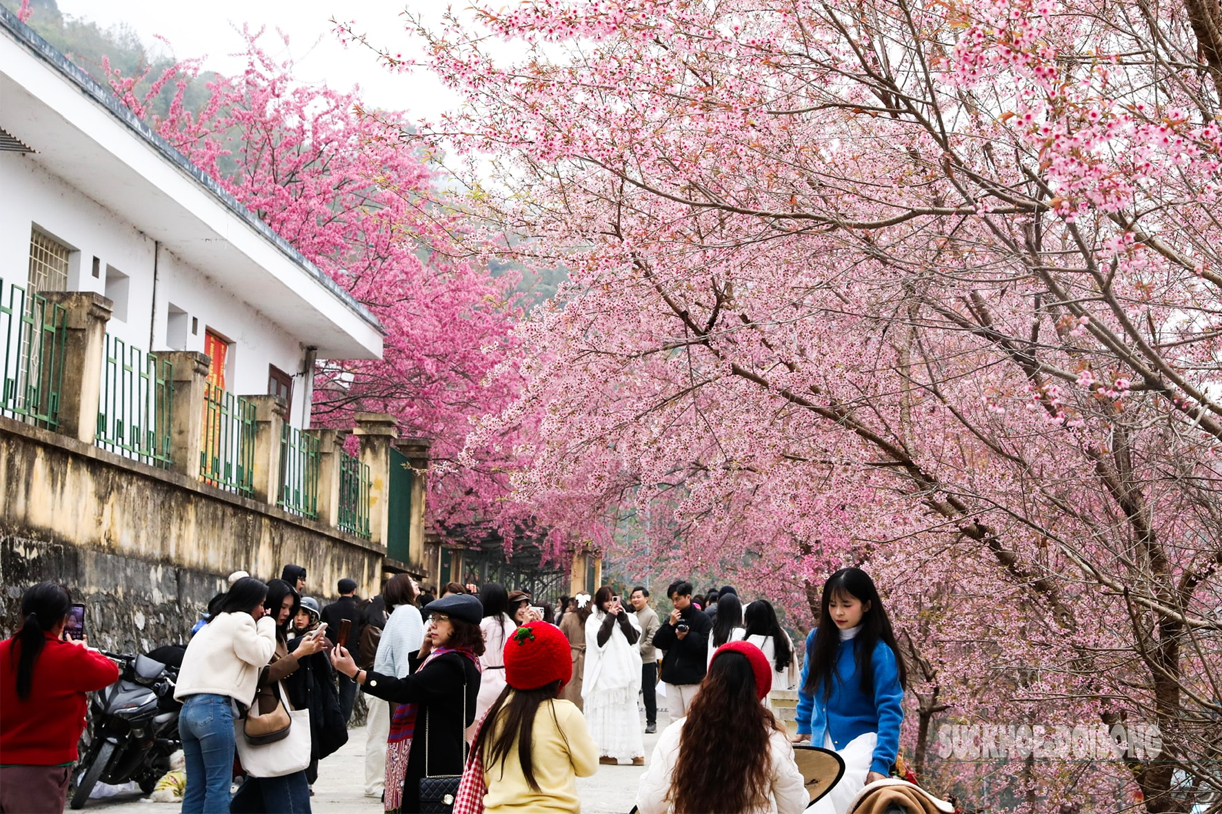 Mai anh đào nở rộ trước Đồn Biên phòng Lũng Cú, khách tấp nập chụp ảnh- Ảnh 5.