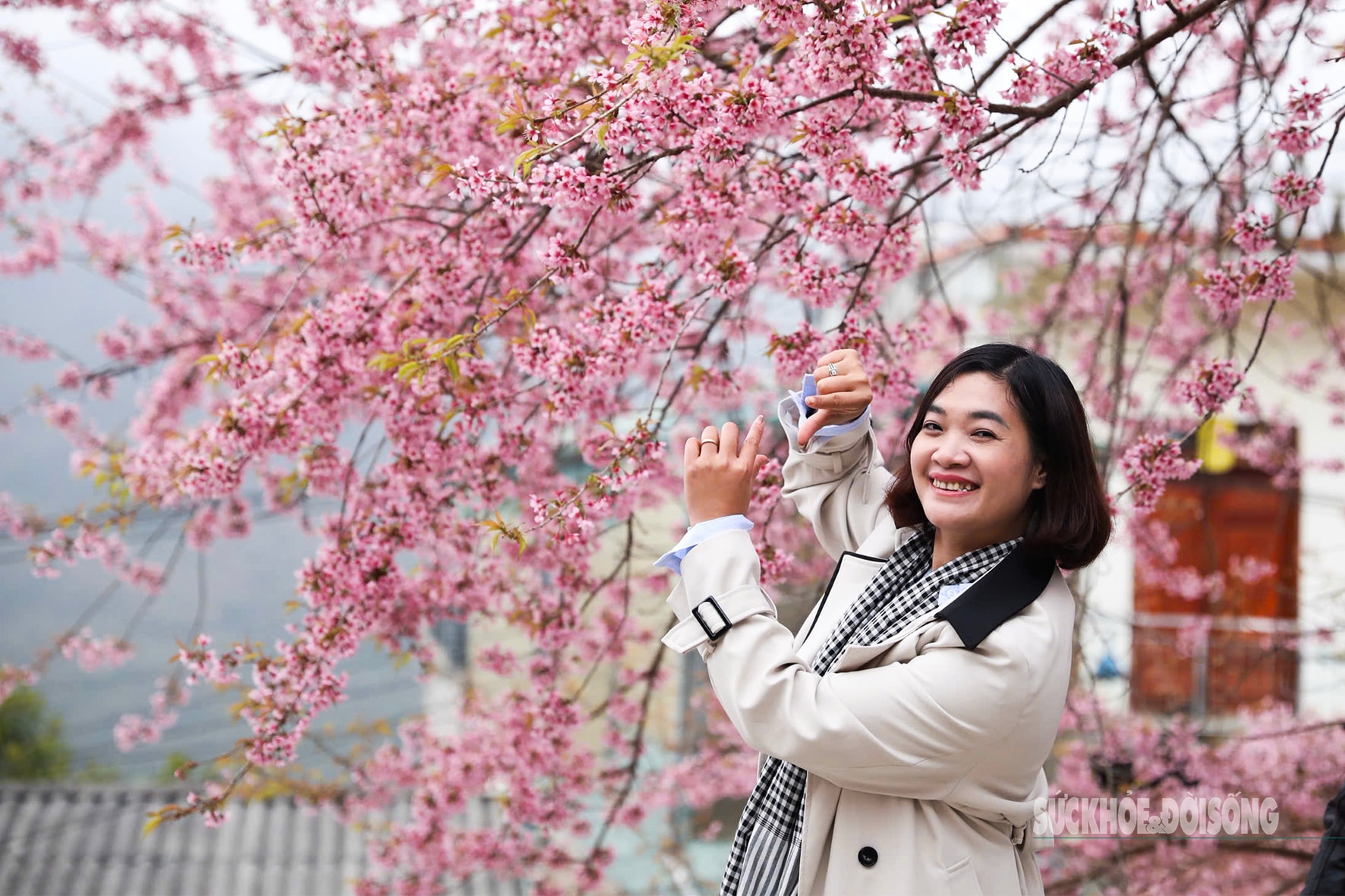 Mai anh đào nở rộ trước Đồn Biên phòng Lũng Cú, khách tấp nập chụp ảnh- Ảnh 3.