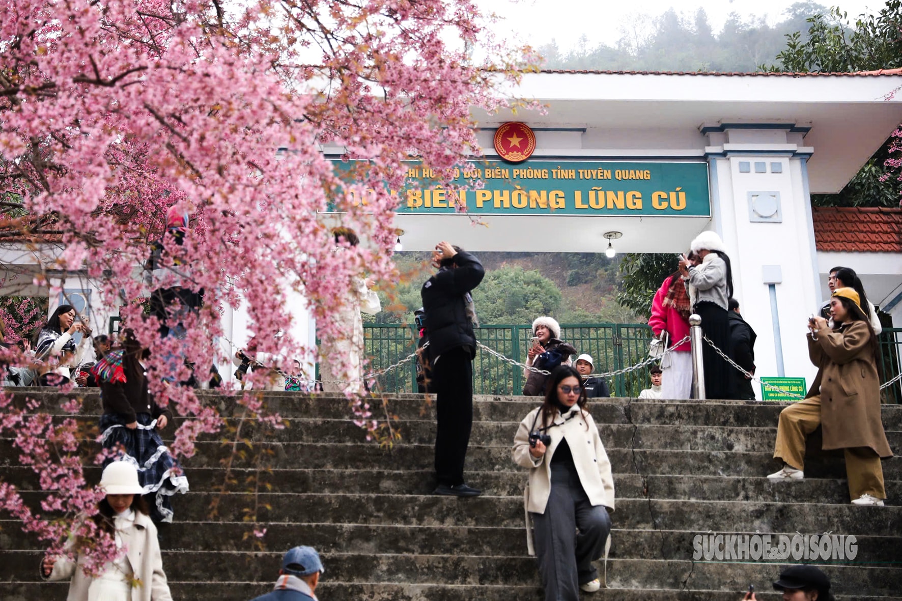 Mai anh đào nở rộ trước Đồn Biên phòng Lũng Cú, khách tấp nập chụp ảnh- Ảnh 1.