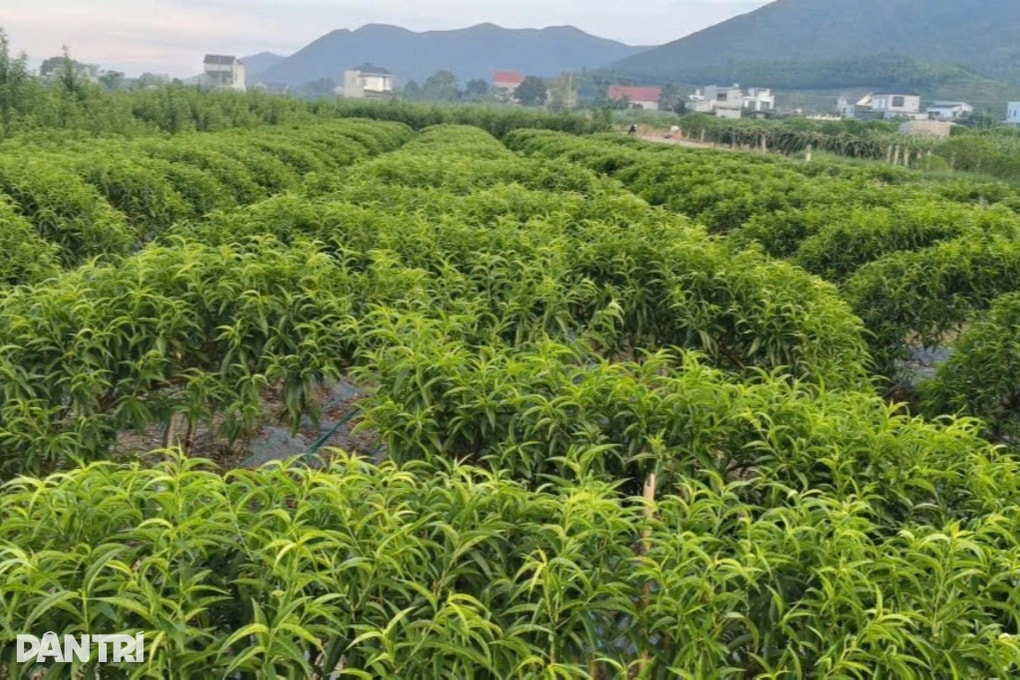 Chìa khóa giúp hàng trăm lao động nâng cao thu nhập - 2