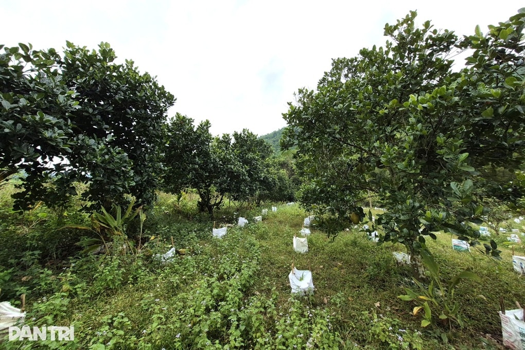 Nhiều phụ nữ làm giàu từ sinh kế kép - 2