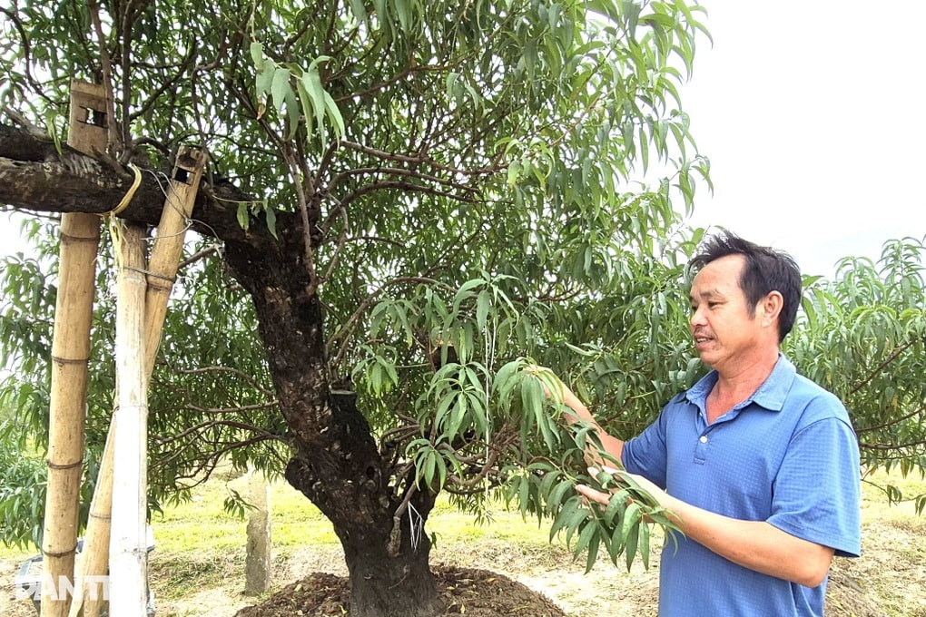 Chìa khóa giúp hàng trăm lao động nâng cao thu nhập - 1