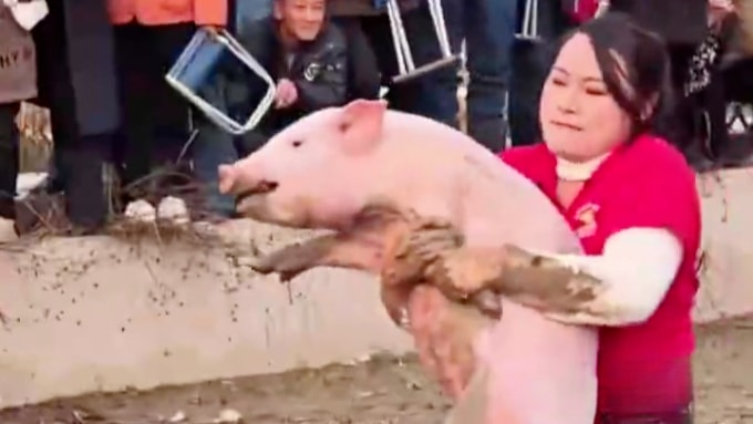 Wen Fengqin bắt được con lợn 38 kg trong cuộc thi hôm 26/12. Ảnh: Sina