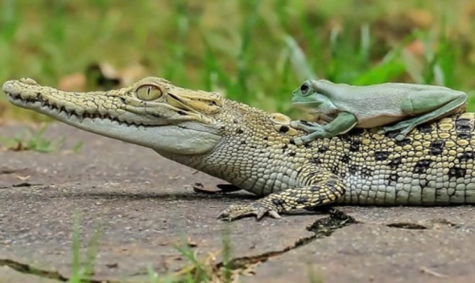 Thử phân biệt tranh và ảnh chụp - 3