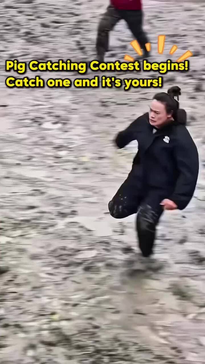 Cô gái lấp đầy chuồng nhờ các cuộc thi bắt lợn