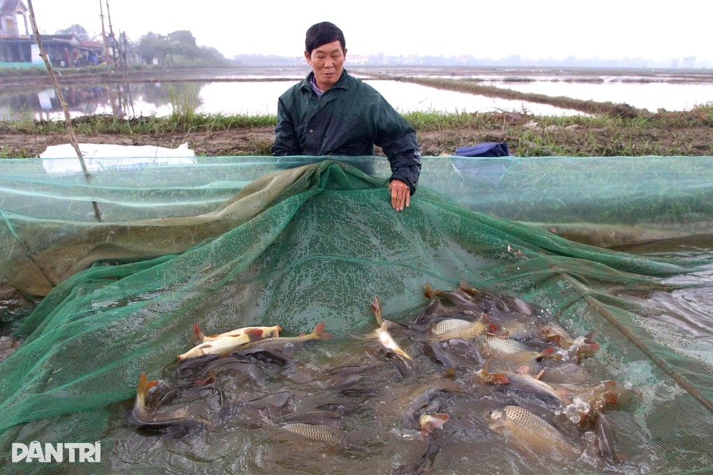 Thuê ruộng lúa nghỉ vụ, người dân kiếm 300 triệu đồng sau 3 tháng - 2