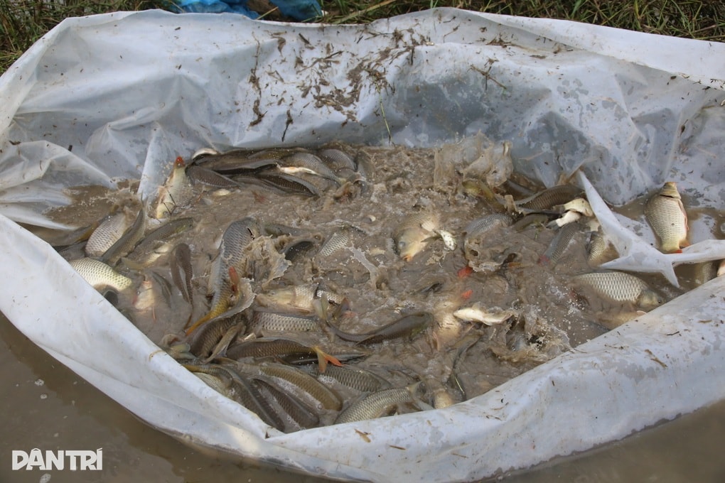 Thuê ruộng lúa nghỉ vụ, người dân kiếm 300 triệu đồng sau 3 tháng - 3