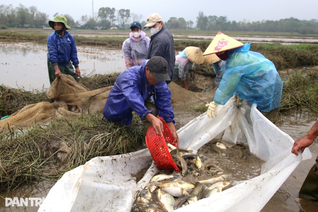 Thuê ruộng lúa nghỉ vụ, người dân kiếm 300 triệu đồng sau 3 tháng - 1