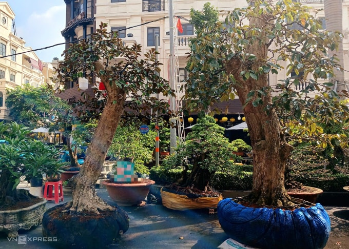 Vú sữa 60 năm tuổi có giá 40 triệu đồng. Ảnh: Thi Hà