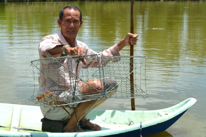 Nông dân Cà Mau thu hoạch cua biển trong vuông. Ảnh: Chúc Ly