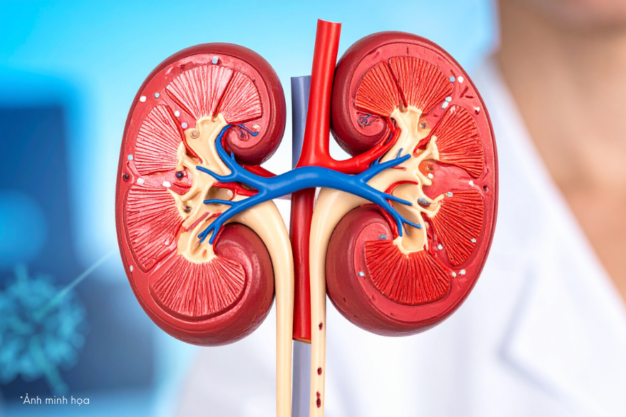 khi một người sẵn sàng hiến thận cho người lạ, món quà đó nên được xem là tài nguyên quốc gia, thay vì thuộc về một trung tâm ghép tạng hay một tổ chức tư nhân