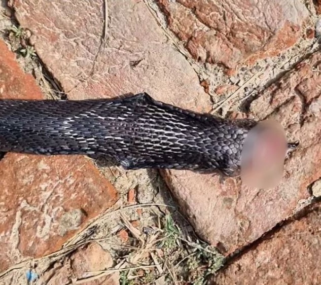 Bị rắn hổ mang cắn, người đàn ông có hành động đáp trả cực sốc - Ảnh 1.