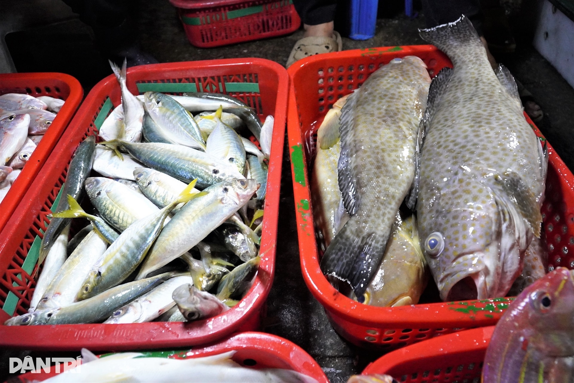 Cảng cá tấp nập từ 4h ngày đầu năm, tiểu thương cười rạng rỡ đón lộc biển - 4