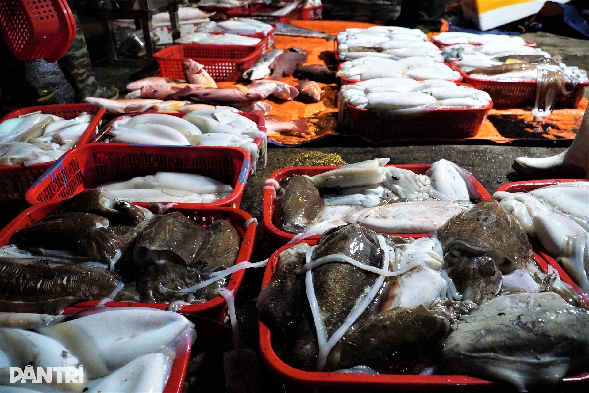 Cảng cá tấp nập từ 4h ngày đầu năm, tiểu thương cười rạng rỡ đón lộc biển - 3