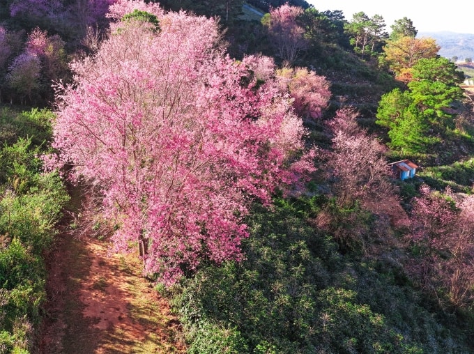 Đà Lạt thông thoáng, Hà Giang kẹt cứng ngày đầu nghỉ lễ - 3