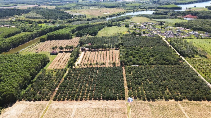 Vườn cam rộng 6 ha của ông Bế Văn Mai. Ảnh: Đắc Thành