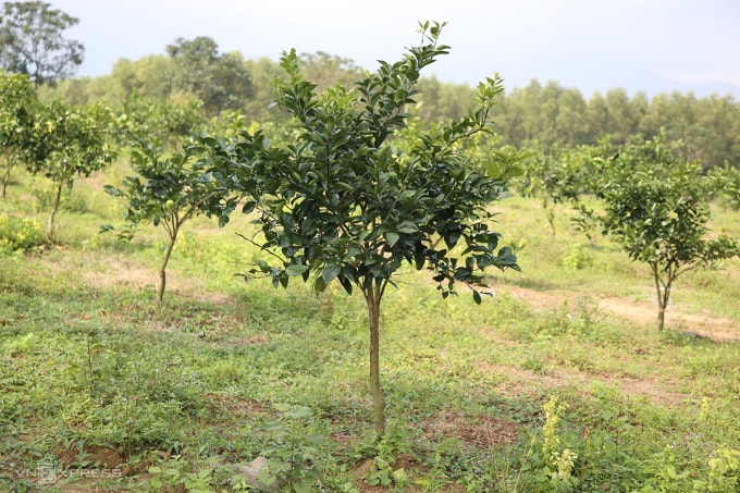 Sau 12 năm cây lão hóa, ông chặt bỏ trồng mới. Ảnh: Đắc Thành