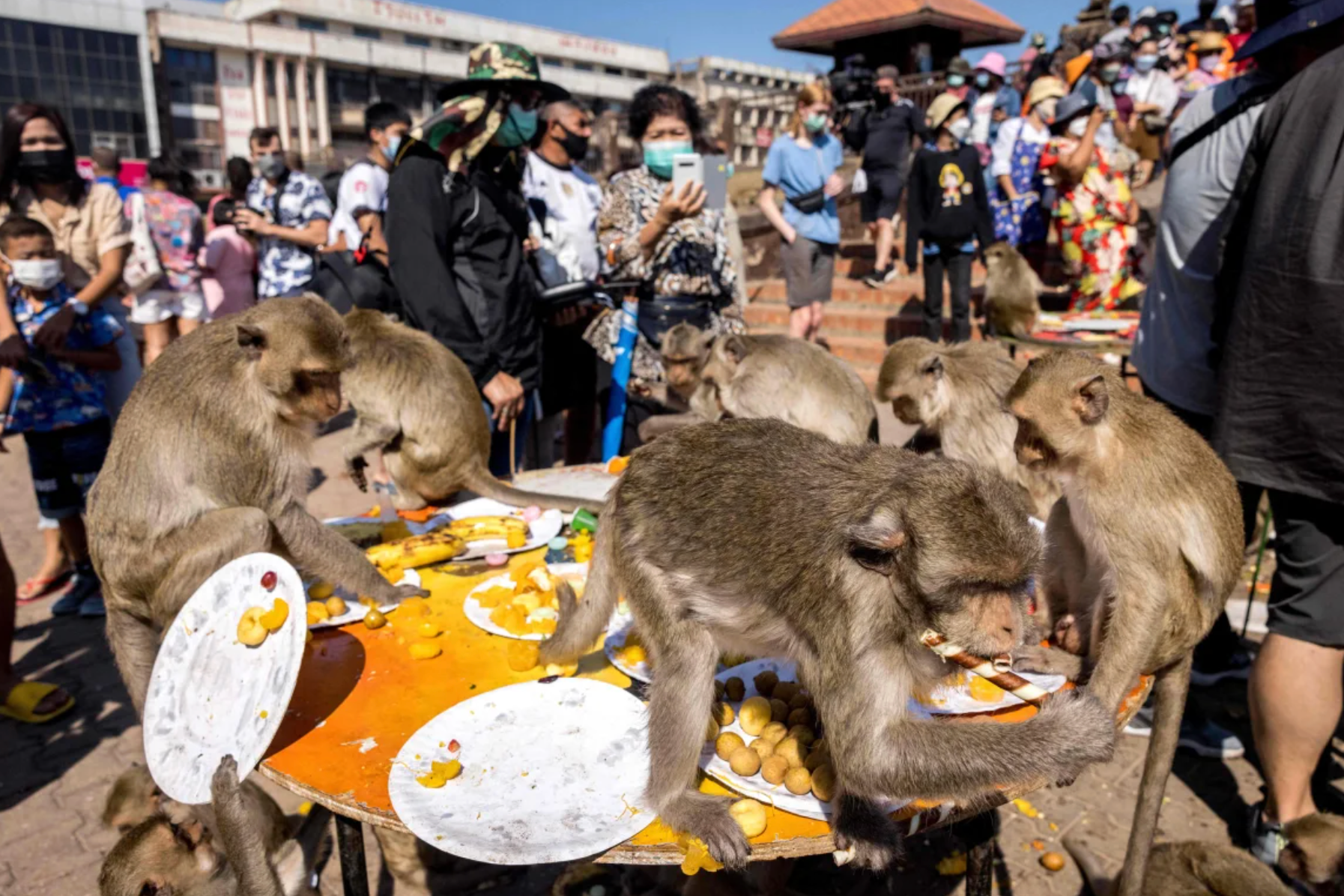 Những chú khỉ đang ăn thức ăn trong bữa tiệc buffet dành riêng cho chúng. (Ảnh: Getty)