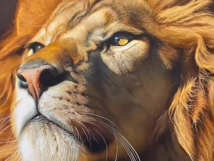 Nick Sider vẽ sư tử như ảnh chụp