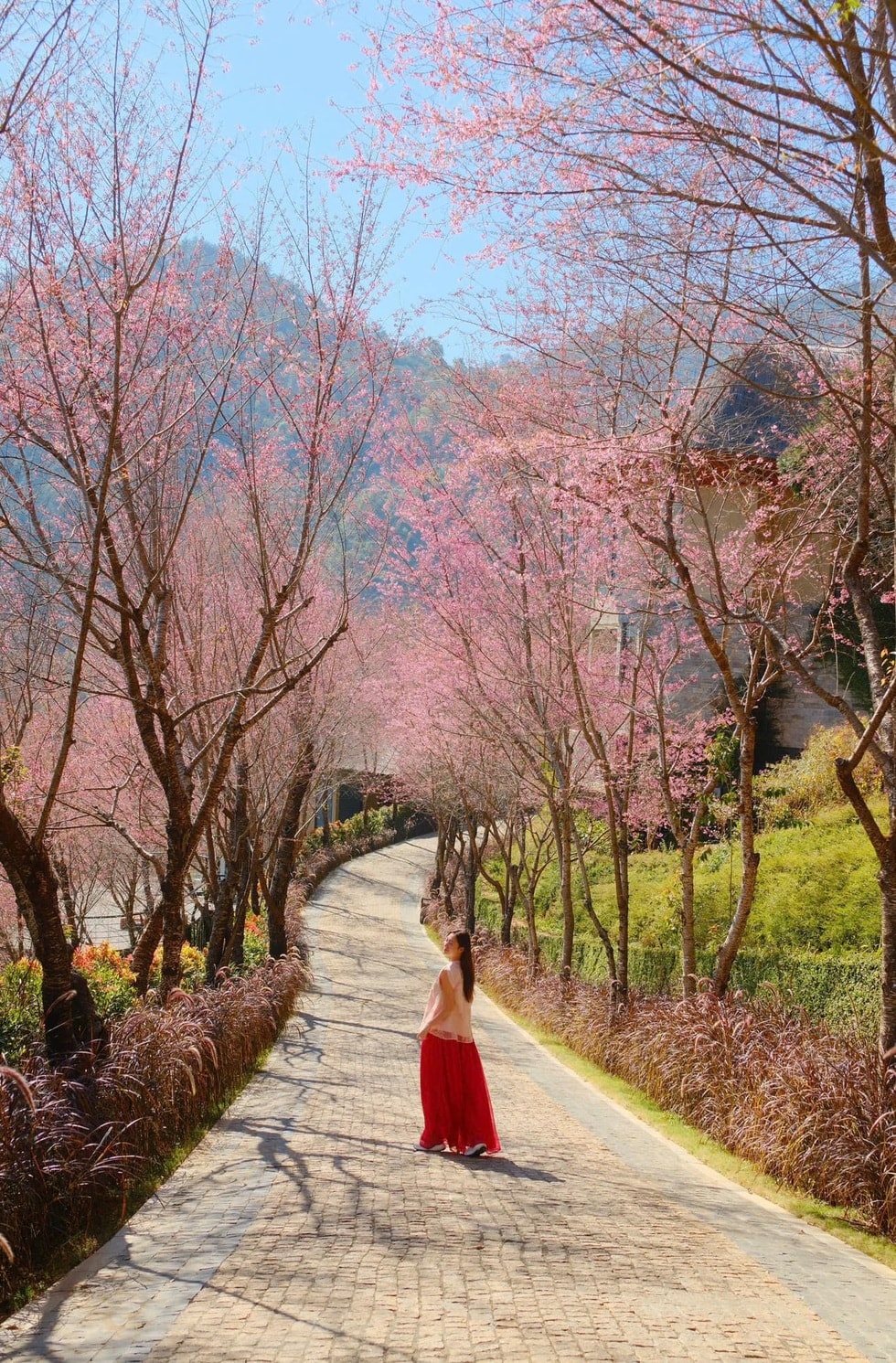 Gợi ý lịch trình cho khách săn hoa tớ dày ở Mù Cang Chải - 2