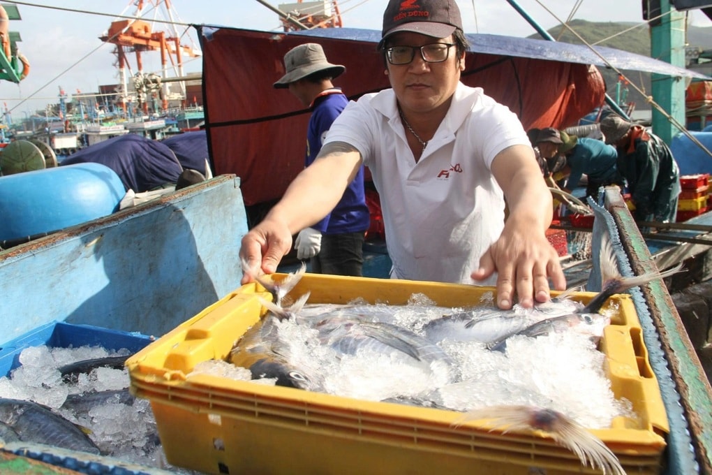 Ngư dân về bờ ngày Tết cùng chuyến tàu 25 tấn cá - 1 Ngư dân về bờ ngày Tết cùng chuyến tàu 25 tấn cá - 1