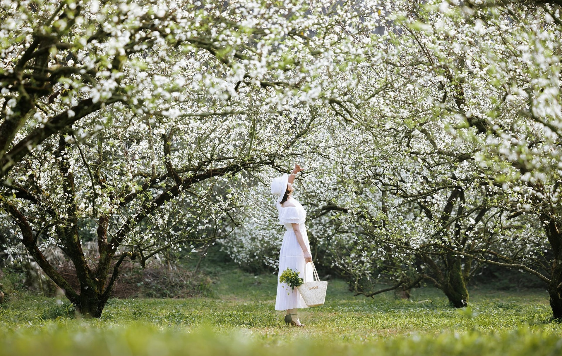 Hoa mận nở trắng Mộc Châu, du khách như lạc vào miền cổ tích - 1