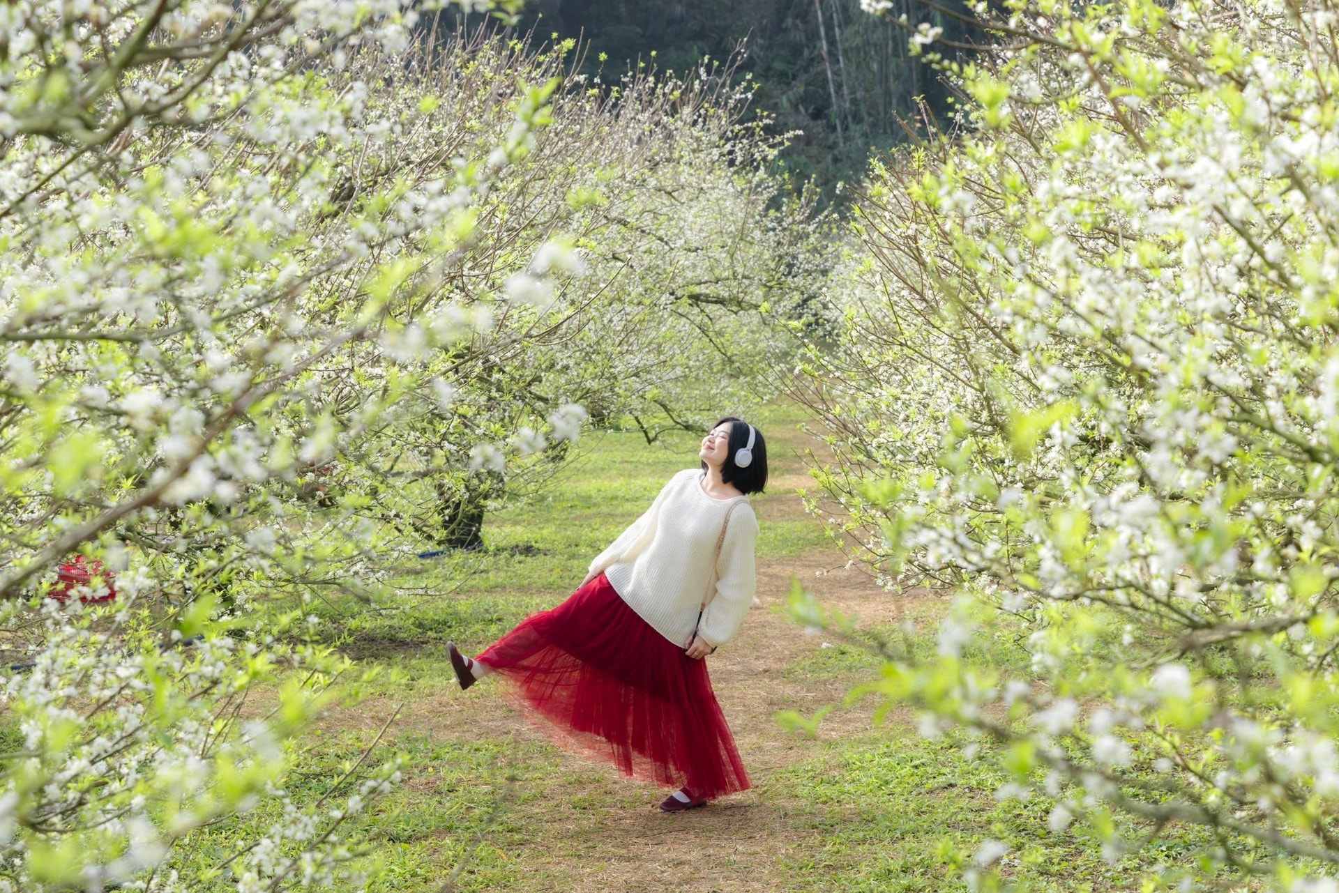 Hoa mận nở trắng Mộc Châu, du khách như lạc vào miền cổ tích - 3