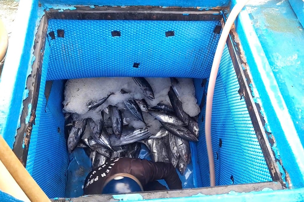 Ngư dân về bờ ngày Tết cùng chuyến tàu 25 tấn cá - 2 Ngư dân về bờ ngày Tết cùng chuyến tàu 25 tấn cá - 2