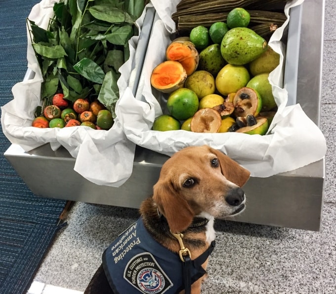 Một chú chó Beagle tại sân bay Hartsfield-Jackson. Ảnh: AJC