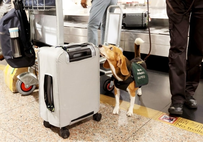 Chó Beagle ở sân bay Đào Viên. Ảnh: Taoyuan Airport