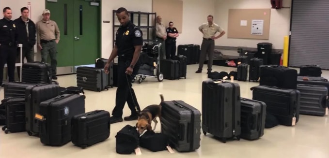 Biệt đội Beagle làm việc tại sân bay Hartsfield-Jackson (Atlanta). Ảnh: CNN